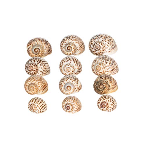 Hermit Crab Shells | Turbo Shells | 12 Natica Tigrina Turbo Shells 1/2"- 1.5" | Hermit Crab House for Décor | Plus Free Nautical eBook by Joseph Rains