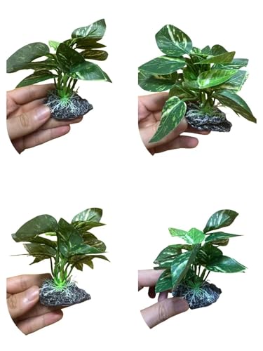 JGbaby Artificial Aquarium Plants,Fish Tank Decorations Betta Leaf Hammock 4in Realistic Silk & Plastic Plants, Hideout Decor for Betta. Goldfish,Reptiles,Small Tanks (Green Type-D) - color: Green Type-d, size: 4 inches