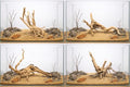 Azil spiderwood Natural Aquarium - size: Spiderwood 10'' - 14''