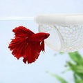 Floating Betta Hide & Shrimp Cave – 3-in-1 Aquarium Cave & Rest Spot for Betta and Small Fish, Shrimp – Safe Nano Tank Accessories with Feeding Station, Eco-Friendly PLA