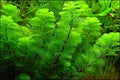3X Green Cabomba Caroliniana Live Aquarium Plants for Aquatic Freshwater Fish Tank