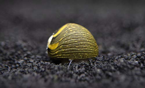 Aquatic Arts 5 Live Sun Thorn Nerite Snails | Nano Aquarium Tank Snail | Great With Dwarf Shrimp | Aquarium Plants | Freshwater Fish - size: 5-SNAILS