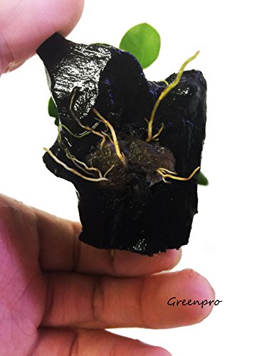 Dwarf Anubias Nana Petite on Driftwood Live Aquarium Plants Fish Tank Decorations Water Plants by Greenpro