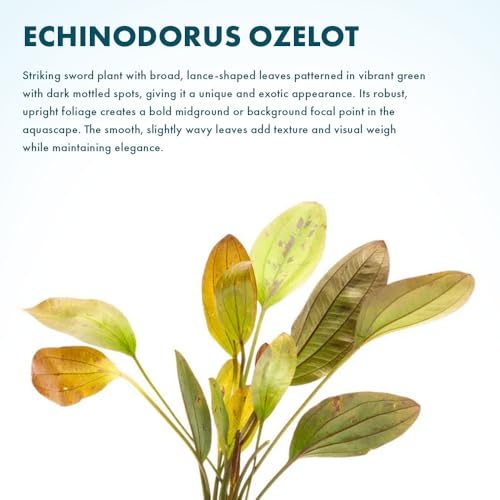 SubstrateSource Echinodorus Ozelot Sword Live Plant for Freshwater Aquariums, Natural Fish Tank Decorations, and Aquatic Decor (1 Pot (2-3 Plants)) - color: Ech. Ozelot, size: 1 Pot