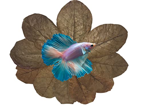 Awesome Aquatic Betta Shrimp Leaves 10 4"-6" Premium Catappa Indian Almond Leaves Aquarium Fish Shrimp Betta Tanks Blackwater Habitat Health Color Natural Habitat Tannin Improves Immunity