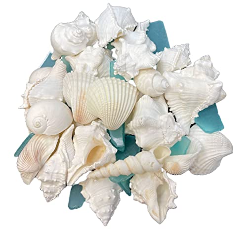 Tumbler Home White Sea Shell Mix with Aqua Sea Glass | Set Contains 1.5 lbs of Seashells and Seaglass | Beach Decor, Crafts, Wedding, Vase Filler - color: Shells + Glass