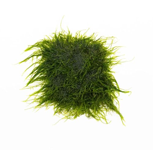 SubstrateSource Live Aquarium Plants on Driftwood, Lava Rock, Moss, Fiber Mat - Freshwater Fish Tanks - Easy, Beginner Friendly (Spiky Moss on Stainless Steel) - color: Spiky - Stainless Steel, size: 1 Pack