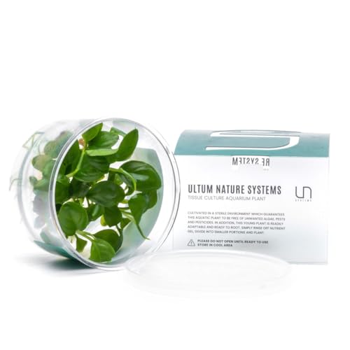 Ultum Nature Systems Anubias Heterophylla Tissue Culture Live Plant for Aquarium, Aquascape, Freshwater Fish Tanks - 100% Snail Free in Vitro - color: Anubias Heterophylla