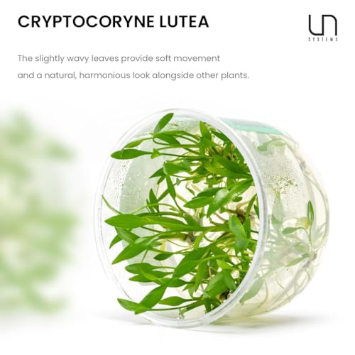 Ultum Nature Systems Live Plants - Crypt Lutea (Cryptocoryne Lutea) - Low to Medium Light, Green & Bronze Accent, Foreground to Midground Placement in Freshwater Aquarium - Tissue Culture - color: Cryptocoryne lutea