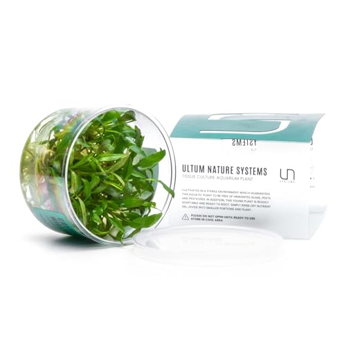 Ultum Nature Systems Cryptocoryne Willisii Tissue Culture Live Plant for Aquarium, Aquascape, Freshwater Fish Tanks - 100% Snail Free in Vitro - color: Cryptocoryne Willisii