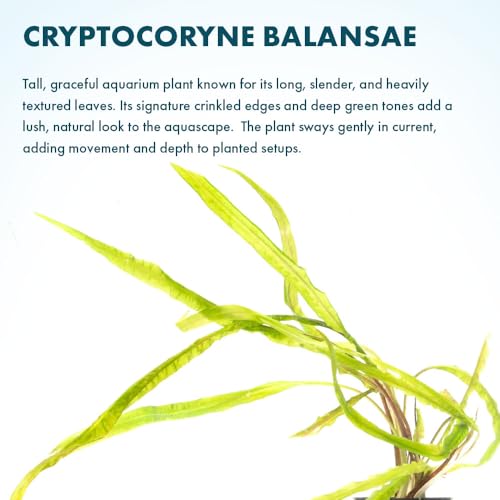 SubstrateSource Cryptocoryne Live Aquarium Plants - Freshwater Plant for Aquariums, Planted Fish Tanks - Beginner Friendly (Balansae, 5 Pots (20-25 Plants)) - color: Balansae, size: 5 Pots