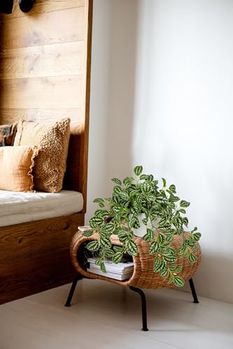 Briful Fake Plants Indoor Artificial Potted Silk Plants Faux Watermelon Peperomia Trailing Vine Plant for Home Office Livingroom Desk Shelf Mantle Decoration(Green/White - 1 Pack) - color: Green Style#2