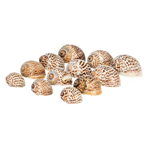 Hermit Crab Shells | Turbo Shells | 12 Natica Tigrina Turbo Shells 1/2"- 1.5" | Hermit Crab House for Décor | Plus Free Nautical eBook by Joseph Rains