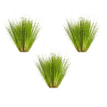 Dwarf Hairgrass Eleocharis - Freshwater - Medium-High Light