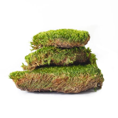 Super Moss Mood Moss Preserved Natural Green 1200cuin, Fresh Green, 200 in3 Bag (Appx. 8oz) (21539) (Pack of 2) - color: Fresh Green, size: 8 Ounce (Pack of 2)