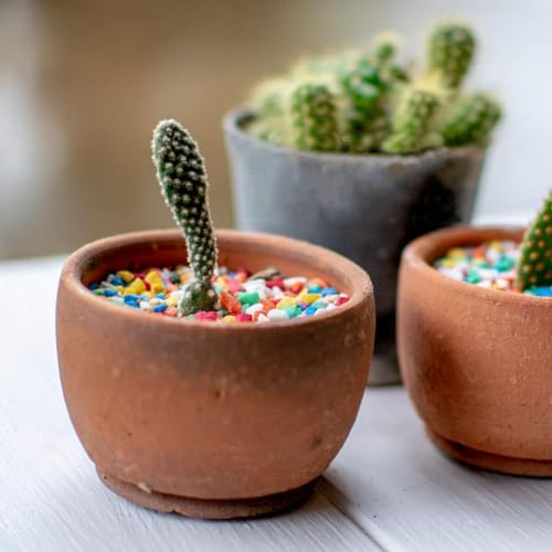 TOYPOPOR 6 lb Decorative Rocks, Mini Rainbow Gravel Pebbles Aquarium Gravel Mixed Color Stones Succulent Cactus Bonsai Gritty Mix Rocks for Top Dressing, Plants, Fish Tank, Lanscaping, Home Decor - color: Mini Rocks, size: 6 lb