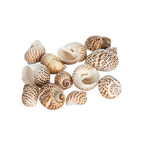 Hermit Crab Shells | Turbo Shells | 12 Natica Tigrina Turbo Shells 1/2"- 1.5" | Hermit Crab House for Décor | Plus Free Nautical eBook by Joseph Rains