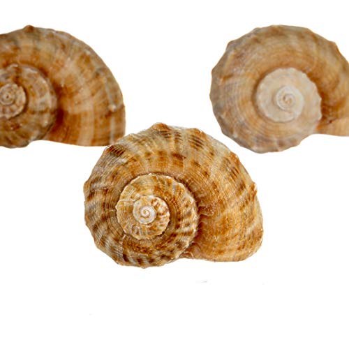Hermit Crab Shells | Shells for Hermit Crabs | 3 Rapana Shells 2"-3" | Opening Size Approx. 1.75"-2" | Hermit Crab House for Décor | Plus Free Nautical eBook by Joseph Rains - color: 3 Rapana