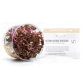 Ultum Nature Systems Alternanthera Reineckii Rosaefolia Red Stem Tissue Culture Live Plant for Aquarium, Aquascape, Freshwater Fish Tanks - 100% Snail Free in Vitro - color: Alternanthera Reineckii Rosaefolia Red