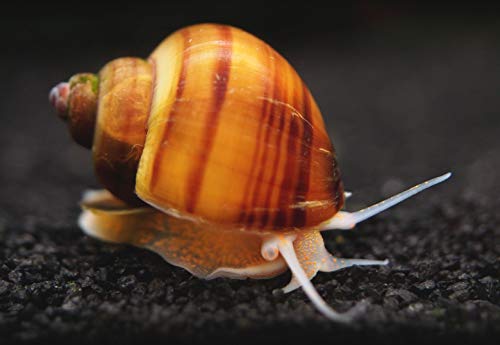 Aquatic Arts 10 Live Albino Mystery Snails | Freshwater Aquarium Species/Real Living Nano Fish Tank Pet | Glass Clearing Snail | Natural Decor - size: 10-SNAILS