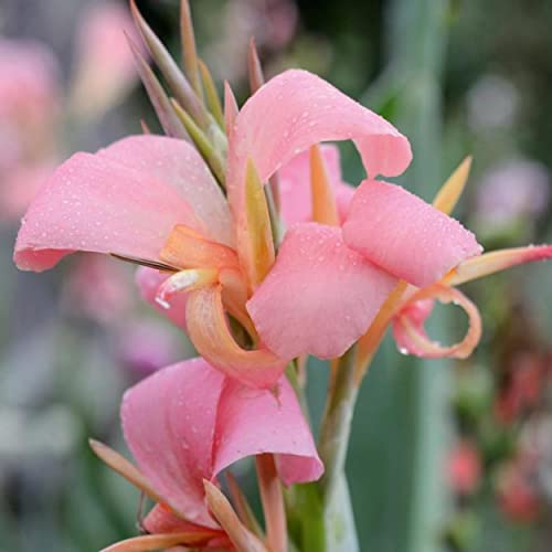 Chalily Canna 'Pink Erebus', a Great Live Pond Plant for Your Water Garden. Filters koi and Goldfish Ponds. Good for Bogs, Plant Shelf or Shallow Water This marginal Aquatic is a Real Beauty - color: Canna 'Pink Erebus'