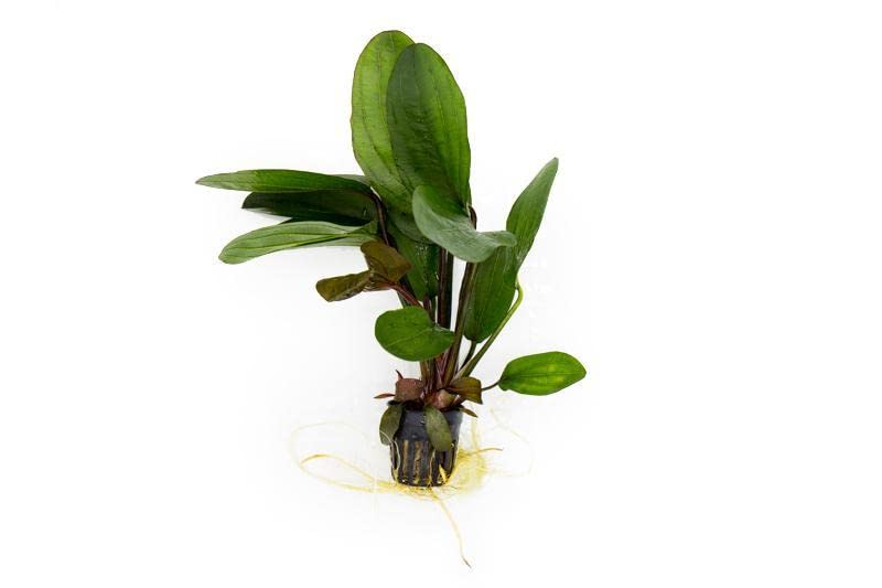 SubstrateSource Echinodorus Big Bear Sword Live Plant for Freshwater Aquariums, Natural Fish Tank Decorations, and Aquatic Decor (1 Pot (2-3 Plants)) - color: Ech. Big Bear, size: 1 Pot