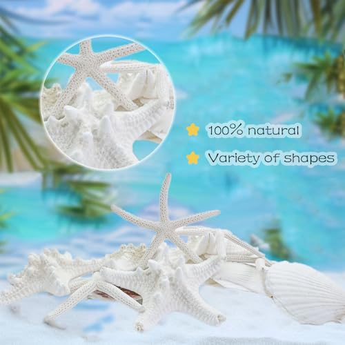 HappyFiller 14 PCS White Natural Scallop SeaShells Decorative Starfish Brown Sea Shells for Crafts,DIY Painting Projects,Coastal Beach Theme Decor,Wedding,Home Wall Decorations,Vase Fillers,2-3 Inches - color: White/Brown