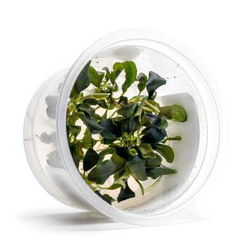 SubstrateSource Live Plants – Bucephalandra 'Pygmy' (Bucephalandra sp. 'Pygmy') – Low to Moderate Light, Deep Green Iridescent Color, Foreground to Midground, Rhizome – Tissue Culture, 1 Pack - color: Bucephalandra 'Pygmy'