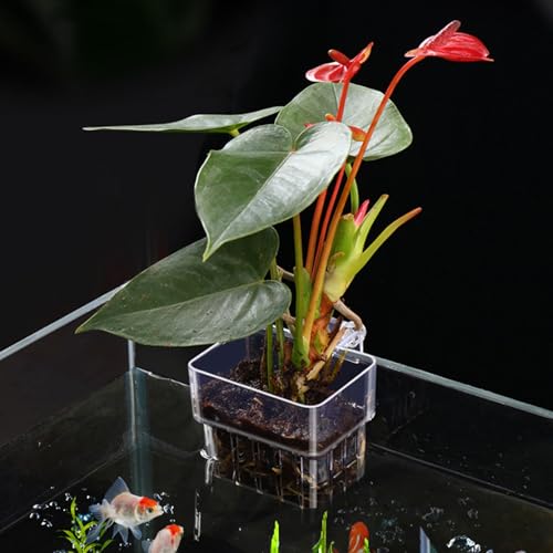 Aquarium Plant Holders, Transparent Fish Tank Pots Hanging Planter Basket Aquatic Cup for Fish Tank Hydroponic