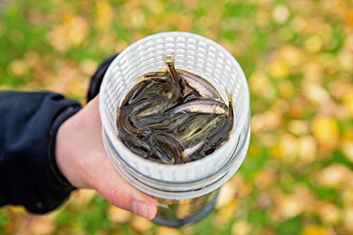 35 Live Bait Container, Clear