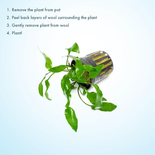 SubstrateSource Cryptocoryne Live Aquarium Plants - Freshwater Plant for Aquariums, Planted Fish Tanks - Beginner Friendly (Willisii, 1 Pot (3-5 Plants)) - color: Willisi, size: Pot