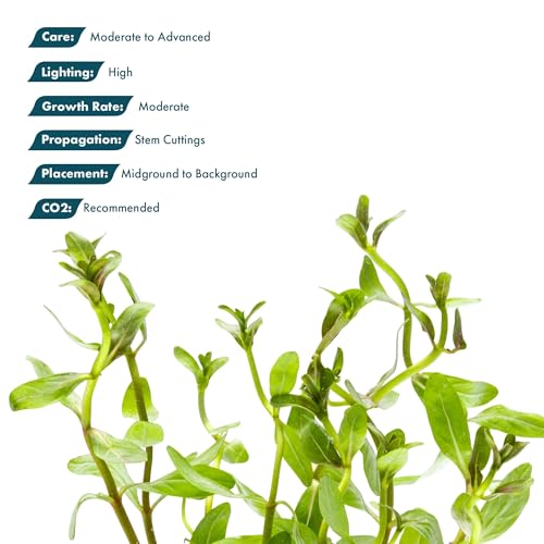 SubstrateSource Live Plants - Ammannia Sulawesi - Orange to Pink Stem Plant for High Light Freshwater Aquarium Aquascapes, Midground to Background, Orange, Pink, Green Accent - Lead Bunch - color: Ammannia Sulawesi, size: Lead Bunch - 1 Pack