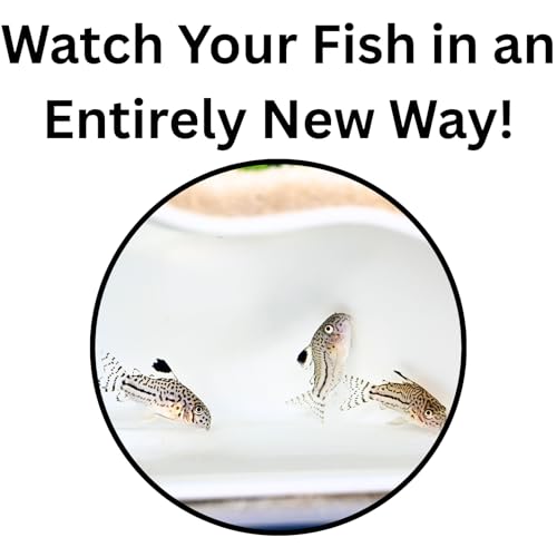 Lucky Critter Aquarium Underground Corner Cave Natural Curve | Viewing Fish & Shrimp Under Gravel Tunnel | Fish Tank Decor Decoration Hideout Perfect for Corydora Catfish, Kuhli Loach, Pleco (White) - color: White