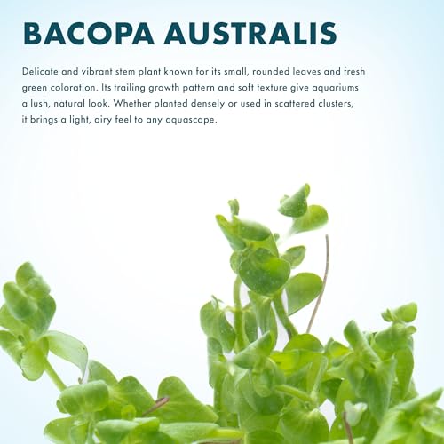 SubstrateSource Live Aquarium Stem Plants - Freshwater Aquatic Plant for Fish Tanks, Aquascaping - (Bacopa Australis, 4 Bunches) - color: Bacopa Australis, size: Lead Bunch - 4 Pack