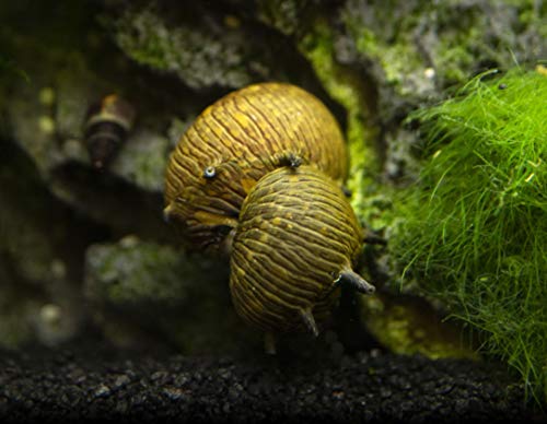 Aquatic Arts 5 Live Sun Thorn Nerite Snails | Nano Aquarium Tank Snail | Great With Dwarf Shrimp | Aquarium Plants | Freshwater Fish - size: 5-SNAILS