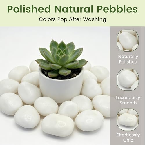 10 lbs White River Rocks, Polished Pebbles for Indoor Plants, 1-2 inch Decorative White Stones for Plants Vase Aquarium Fish Tank and Outdoor Garden Landscaping Rocks