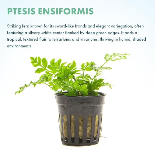 SubstrateSource Live Jungle Plants - Silver Lace Fern (Pteris ensiformis) - Bright Indirect Light, Variegated Green & White Accent, Terrarium or Paludarium, Freshwater Terrestrial Plant - Pot - color: Pteris Ensiformis, size: Pot