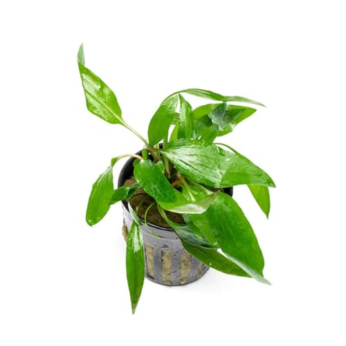SubstrateSource Cryptocoryne Live Aquarium Plants - Freshwater Plant for Aquariums, Planted Fish Tanks - Beginner Friendly (Petchii, 1 Pot (3-5 Plants)) - color: Petchii, size: Pot