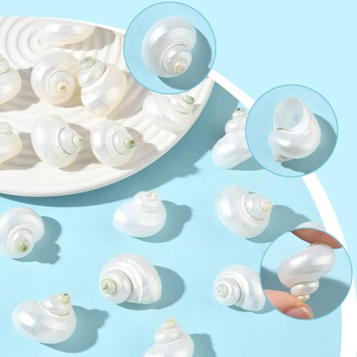 SUNNYCLUE 1 Box 20Pcs Spiral Sea Shells Natural White Shells No Hole Spiral Turbo Hermit Crab Seashells for Crafts Vase Fillers Fish Tank Beach Theme Party Wedding Aquarium Decor Jewelry Making