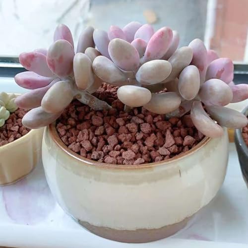 FANTIAN 2 lbs Red Lava Rocks for Plants,1/4 Inch Crush Volcanic Rock Gravel Potting Mix for Succulent Cactus Bonsai Aquarium Fire Pits and Garden Landscaping - color: Red Lava Rocks