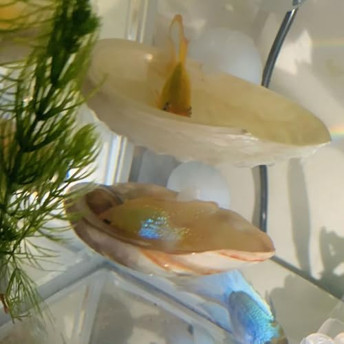 Oncpcare Betta Fish Resting Spot Shell Bed 4-Pack — Natural Habitat Style Hideout for Breeding, Spawning & Resting Betta Fish - color: color random 4pcs