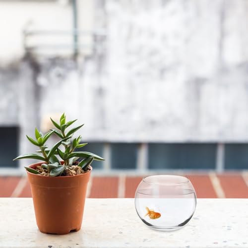Baluue Round Glass Fish Bowl 4.72 X 3.54 Inch Clear Thick Glass Aquarium for Fish and Plants Desktop Decorative Vase Terrarium for Home Office Shelf - size: 12.00X12.00X9.00CM