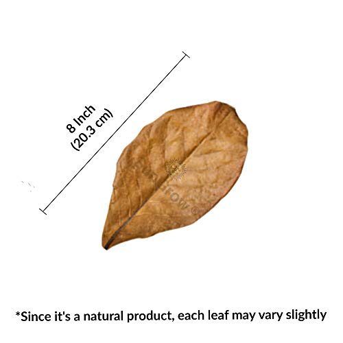 SunGrow 10 Indian Almond (Catappa) Leaves 8″ for Betta Fish – Natural Aquarium Water Conditioner, Adds Tannins, Lowers pH, Fin Growth and Enhances Color, Stress Relief, Water Softening Treatment