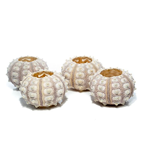 Nautical Crush Trading Sea Urchins Shells for Air Plants - 4 Purple Sputnik (1.5-3") Sea Urchin Shells - Hanging Air Plant Holder - Air Plants Live Holders - Air Plant Pot - No Plants Included - size: 4 Pack