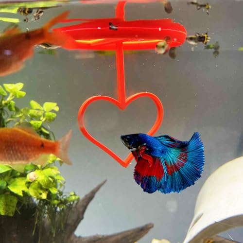 Floating Heart Betta Training Ring, Heart Active Betta Training Ring, Floating Feeder, Enrichment Toys for Aquarium Decor, Pink, 3.8in x 3.7in (Red, Pack of 2) - color: Red, size: Pack of 2