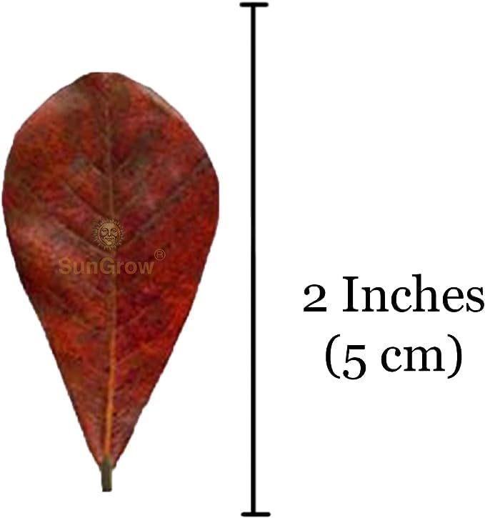SunGrow 50 Pcs Mini Catappa Indian Almond Leaves for Betta Fish Aquarium, Shrimp, Frogs, Improves Habitat, Gives Tea Color, Helps in Lowering Aquarium Water pH, Improves Immunity