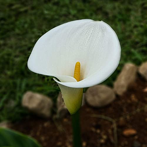 Calla Lily, a Great Live Pond Plant for Your Water Garden. Filters koi and Goldfish Ponds. Good for Bogs, Plant Shelf or Shallow Water This marginal Aquatic is a Real Beauty - color: Calla Lily