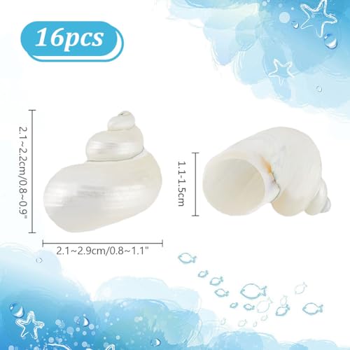 PH PandaHall 16pcs Natural Spiral Shell Beads, 0.8~1.1 Inch Mouth Turbo Seashells Undrilled Hermit Crab Shells NO Hole Shells for Home Party Wedding Decor Fish Tank Vase Filler, White