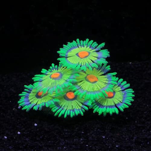 ZtohPyo Glowing Effect Fish Tank Aquarium Decorations, Artificial Silicone Plants Ornaments for Fish Tank Landscape Decor Glow in The Dark Soft Anemone for Small Fish Bowl Decor - color: Green
