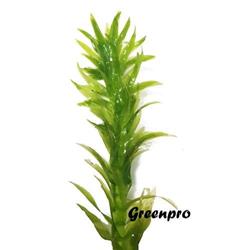 3 Bundles Anacharis Egeria Densa Elodea Live Aquarium Plants Freshwater Pond Aquatic Water Plant Decorations by Greenpro